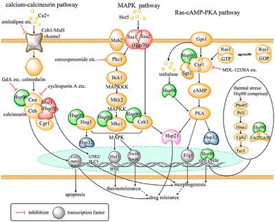 Candida albicans Heat Shock Proteins and Hsps-Associated Signaling Pathways as Potential Antifungal Targets